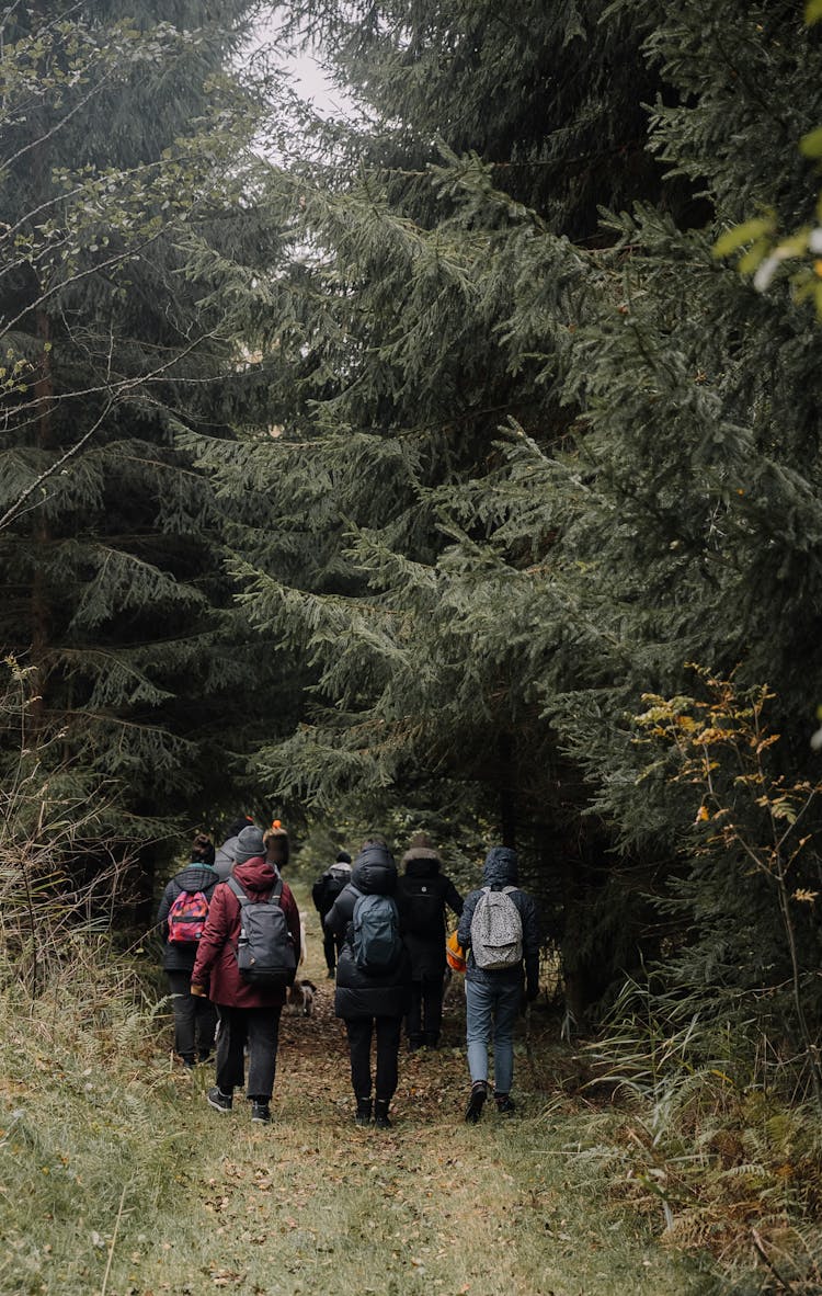 Group On A Hike In The Woods