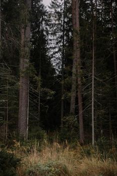 Serene view of a lush green forest with tall trees and thick foliage under a cloudy sky.