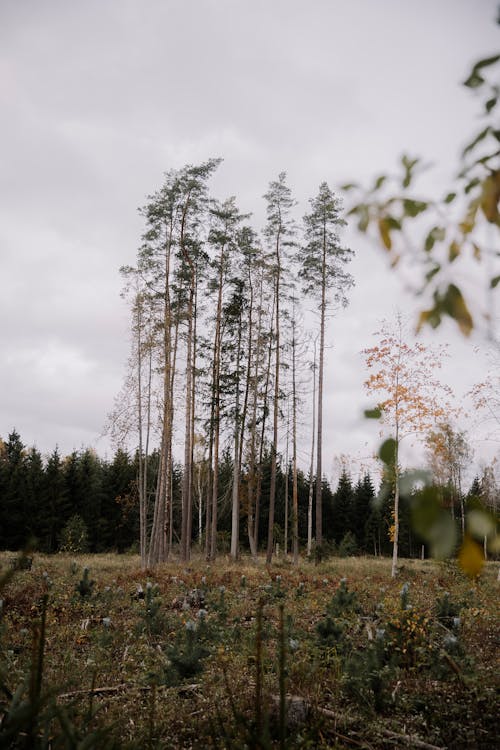 Základová fotografie zdarma na téma les, louka, příroda