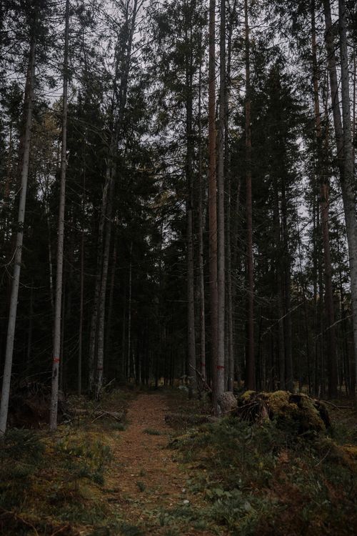 Free A serene forest footpath bordered by tall trees, creating a mysterious and tranquil atmosphere. Stock Photo