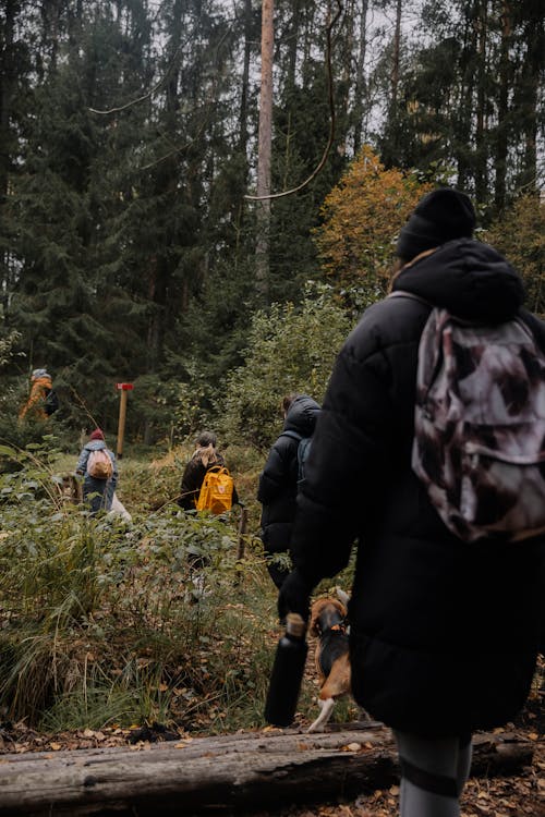 Foto d'estoc gratuïta de arbres, bosc, boscos