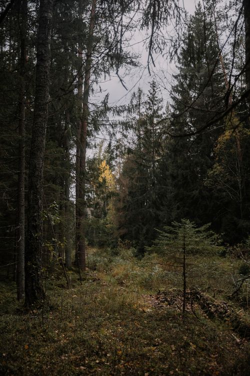 Free Serene autumn forest scene with tall conifer trees and a natural clearing, evoking peaceful solitude. Stock Photo
