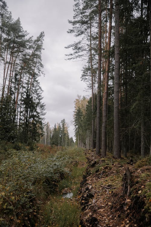 Footpath among Trees in Forest