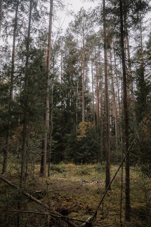 Fotobanka s bezplatnými fotkami na tému clearing, jeseň, les