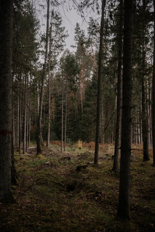 Fotobanka s bezplatnými fotkami na tému jeseň, les, lesy