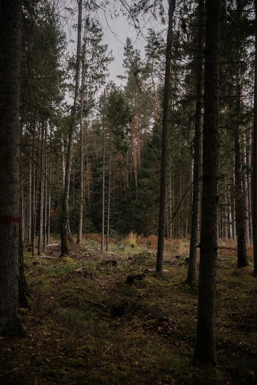 Free A tranquil autumn forest showcasing tall trees and a serene natural landscape. Stock Photo