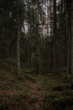A serene forest footpath flanked by towering pine trees in a misty atmosphere.