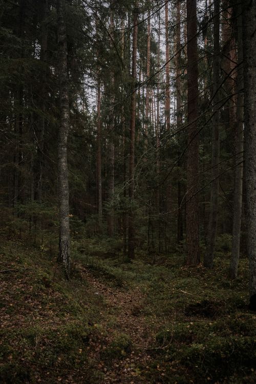 Free A serene forest footpath flanked by towering pine trees in a misty atmosphere. Stock Photo
