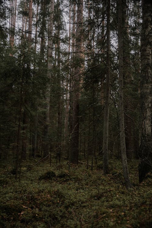 Gratis stockfoto met bomen, Bos, bossen