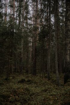 A tranquil view of a dense pine forest on an overcast day, capturing nature's raw beauty.