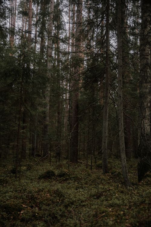 Free A tranquil view of a dense pine forest on an overcast day, capturing nature's raw beauty. Stock Photo