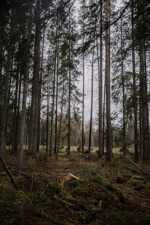 Free Explore a serene autumn forest scene with towering trees and a carpet of mossy undergrowth. Stock Photo