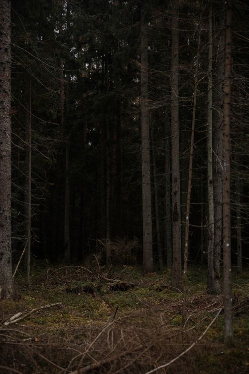 Free A moody landscape of dense coniferous forest with tall trees and dark ambiance. Stock Photo