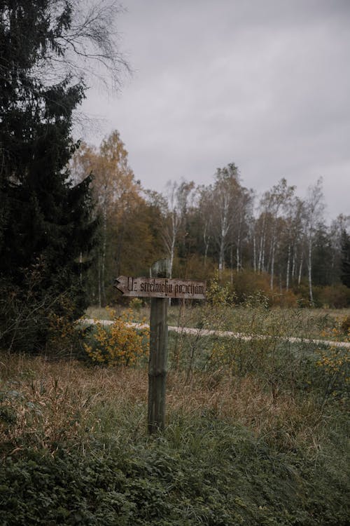 Direction Sign by a Forest