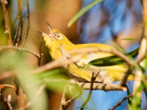 Fotobanka s bezplatnými fotkami na tému carduelis, červienka, divočina