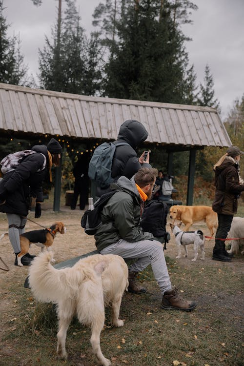 People Camping with Dogs in Autumn