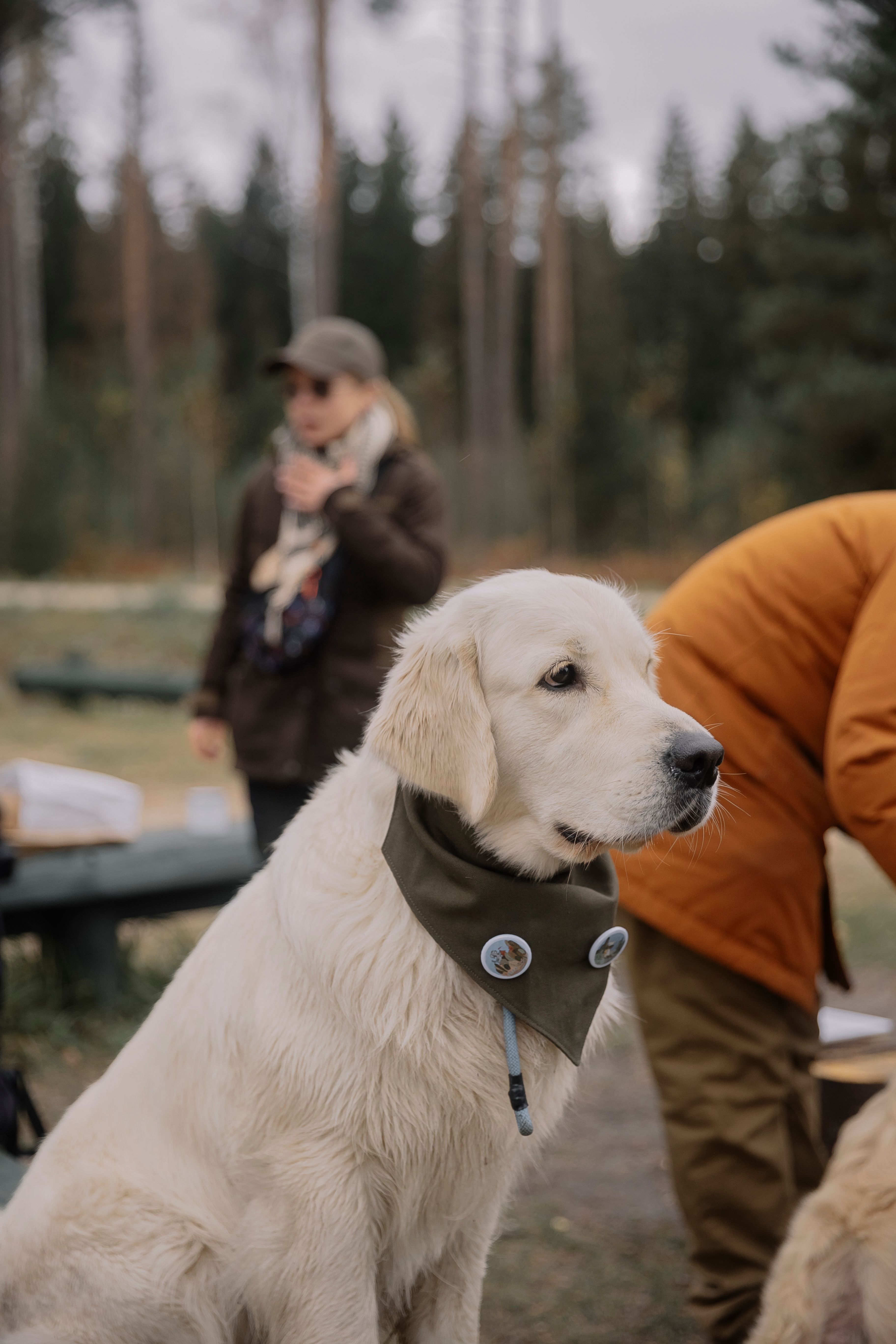 Close up of Golden Retriever · Free Stock Photo