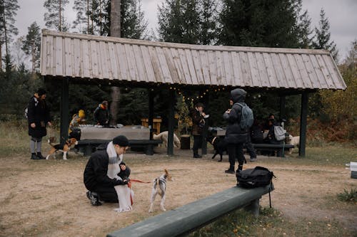 Campers with Dogs under a Wooden Canopy