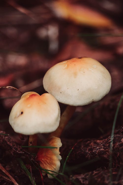 White Mushrooms on Ground