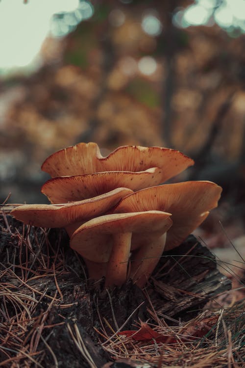 Mushrooms on Ground