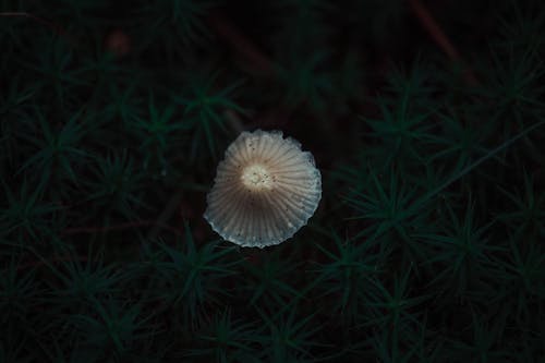 Free stock photo of autumn, autumn forest, dark