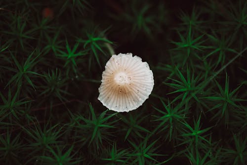 Close-up of the White Mushroom