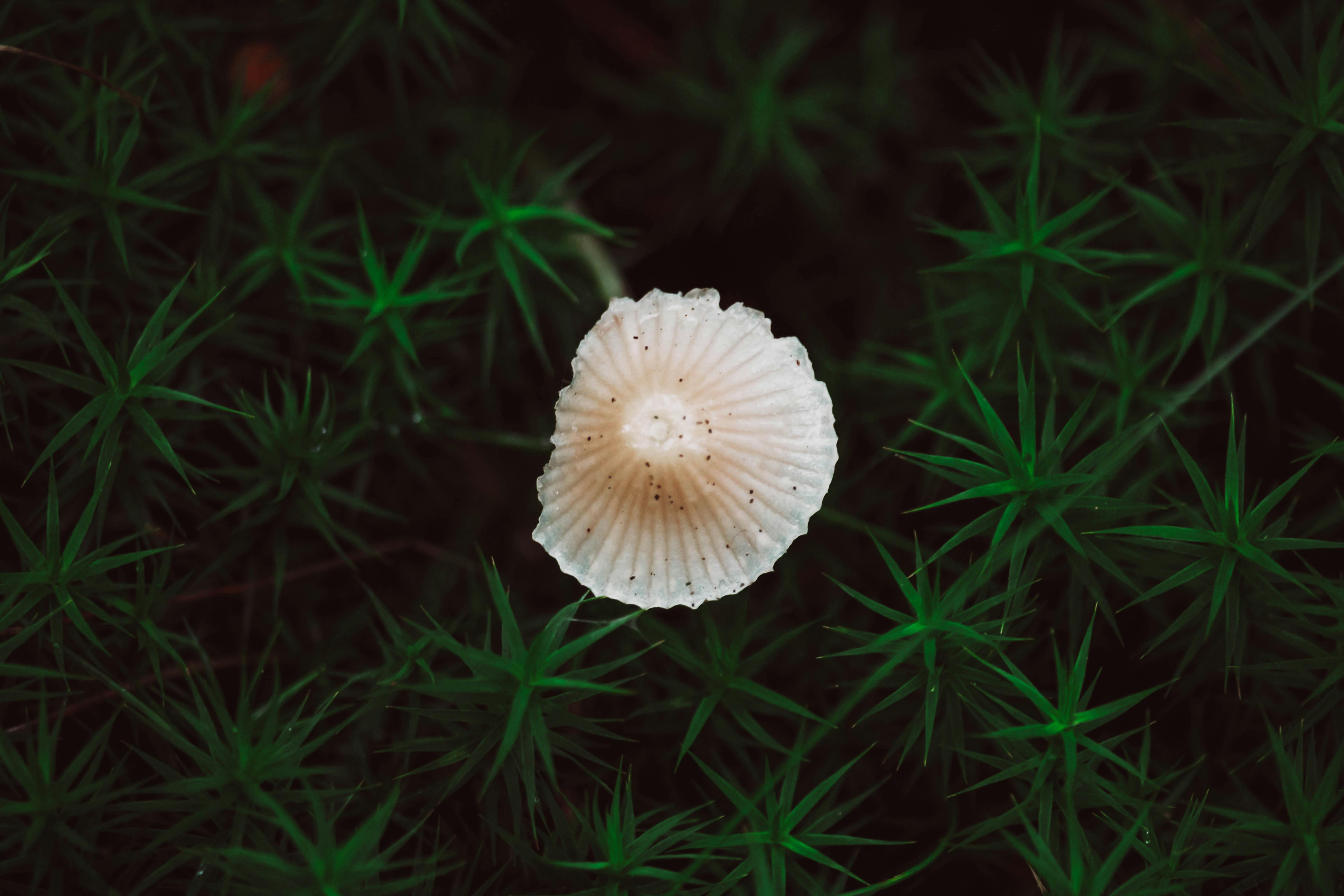 A slightly eaten white mushroom and forest plants as a symbol of biodiversity.