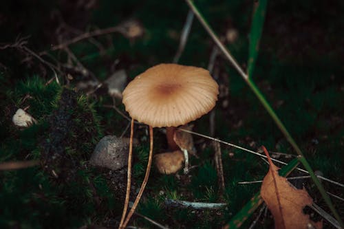 下落, 天性, 小蘑菇 的 免费素材图片