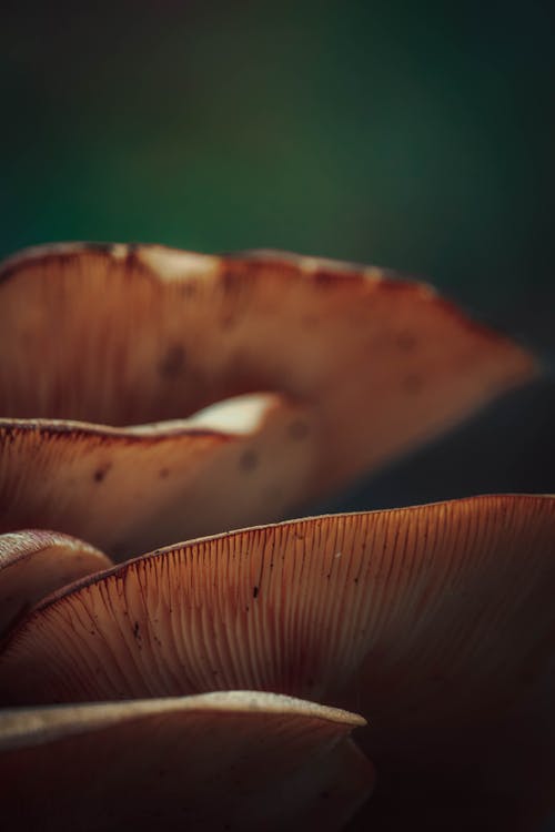 Close up of Mushrooms