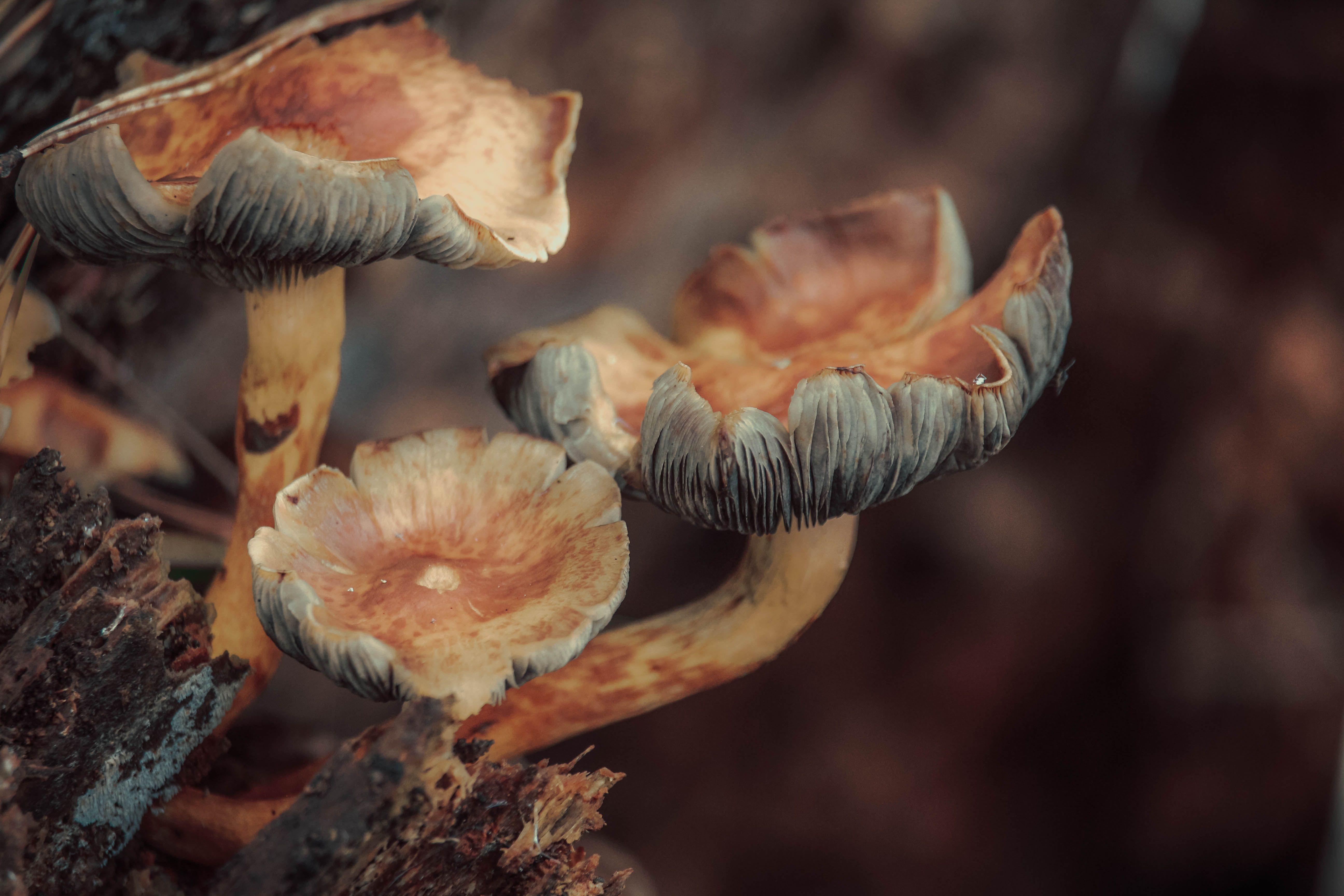 Detailed macro shot of wild mushrooms growing naturally on a forest floor.