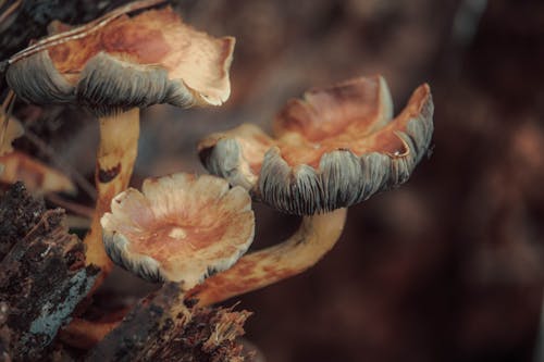 Close-up of Brown Mushrooms Growing Outdoors