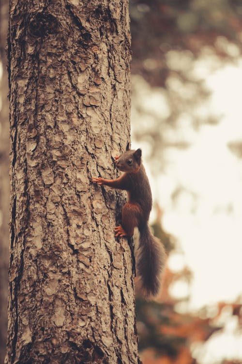 Red Squirrel Climbing a Tree