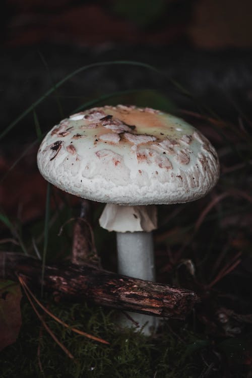 White Mushroom on Ground