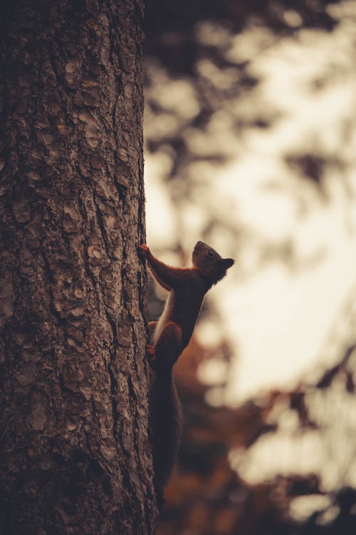 A squirrel climbing up a tree trunk