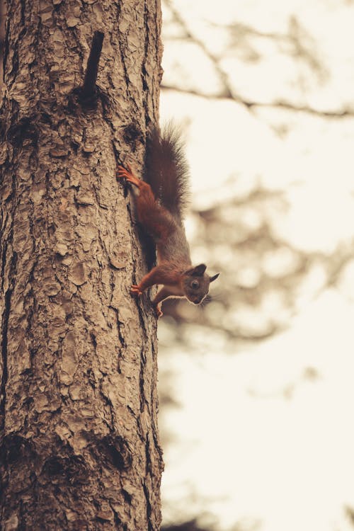 Red squirrel upside down on a tree trunk