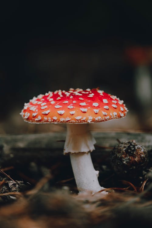 Fly Agaric Growing on a Forest Floor