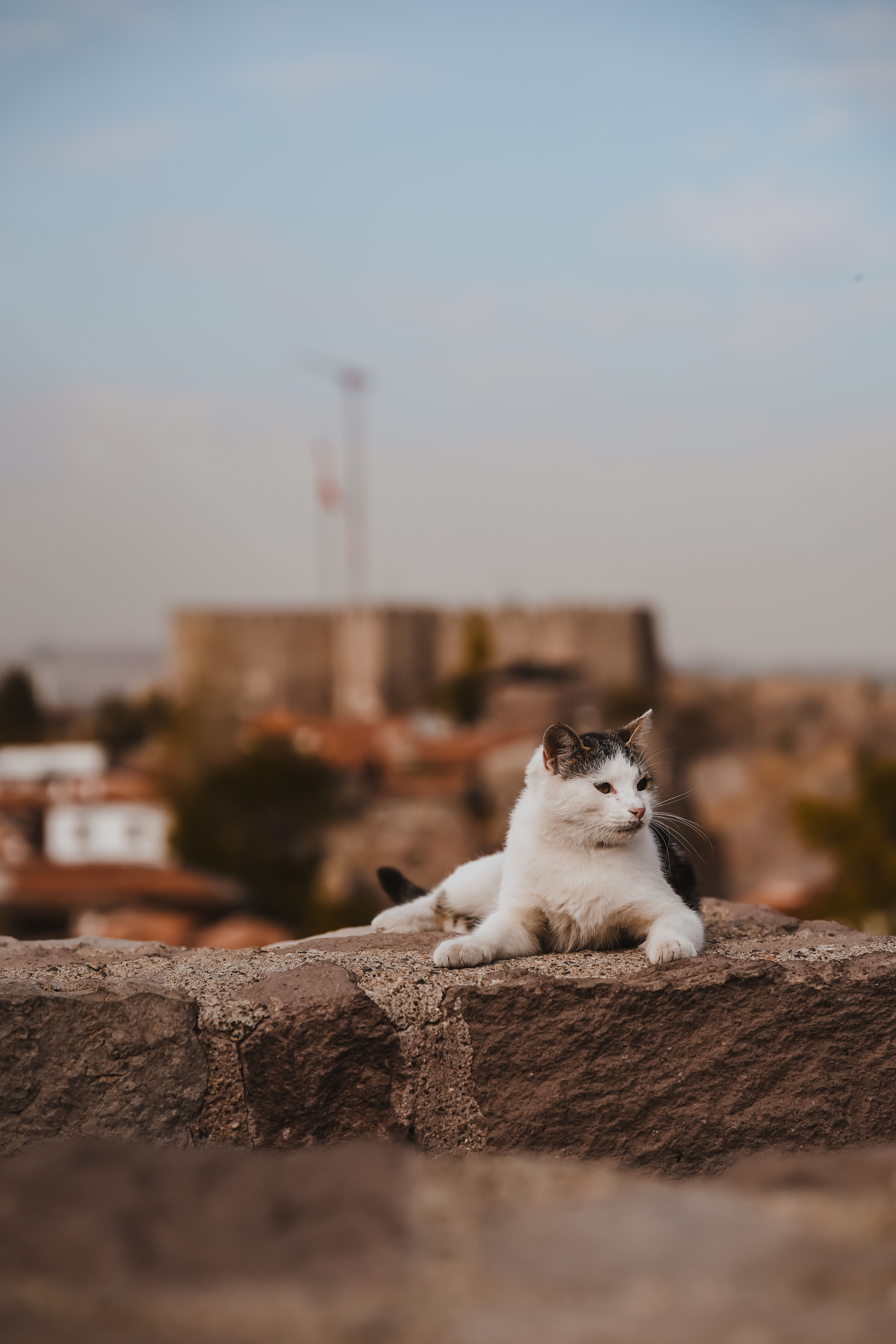 White Cat Relaxing on top of a Stone Wall · Free Stock Photo