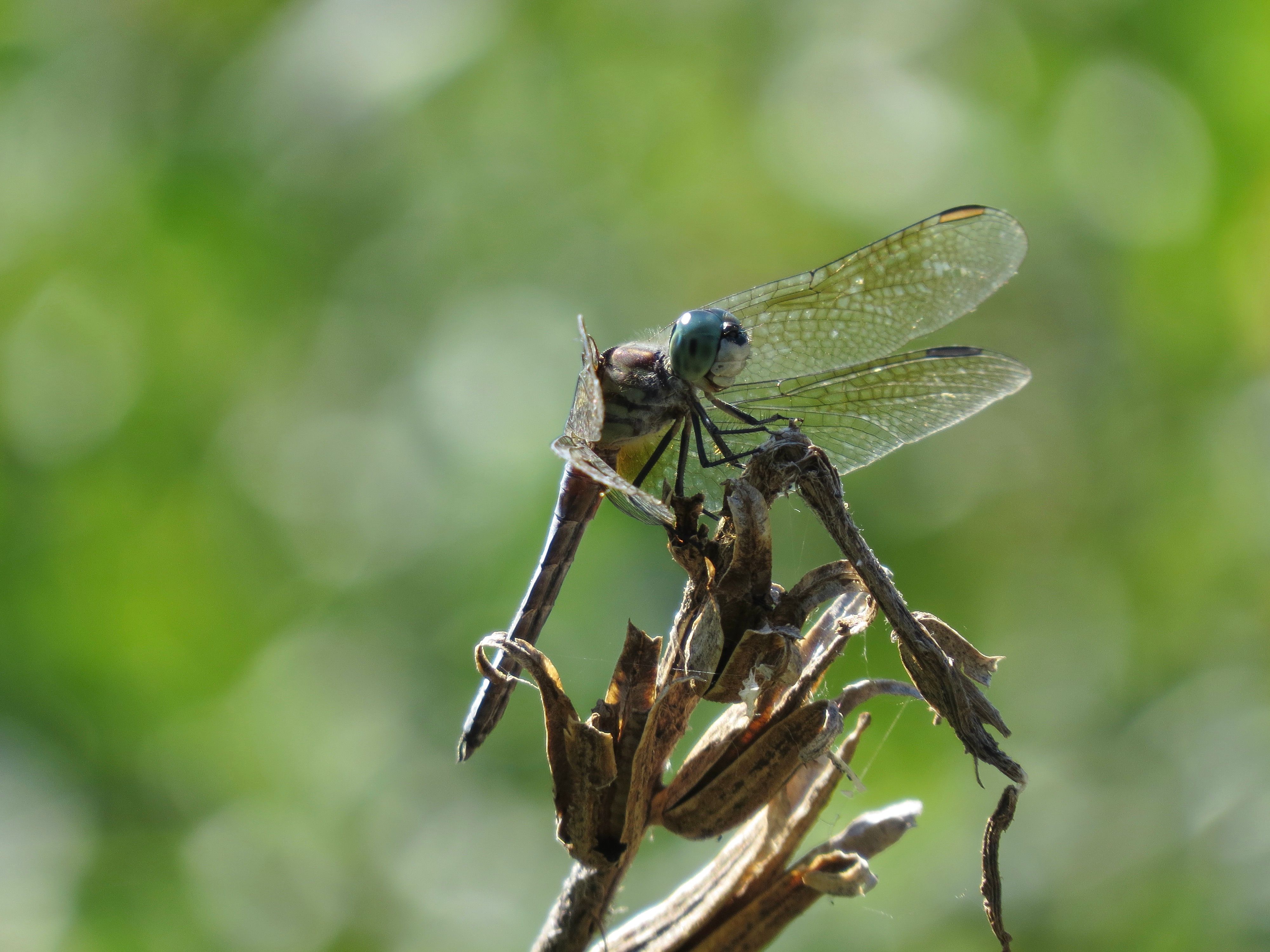 Blue Dasher Dragonfly on a Withered Plant · Free Stock Photo