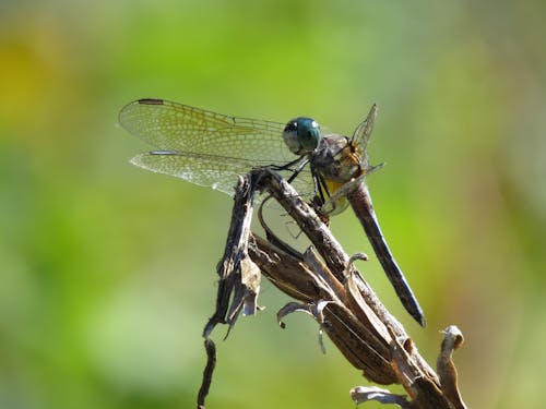 Dragonfly Perching on a Plant