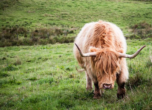 Imagine de stoc gratuită din animale domestice, bovine Highland, coarne