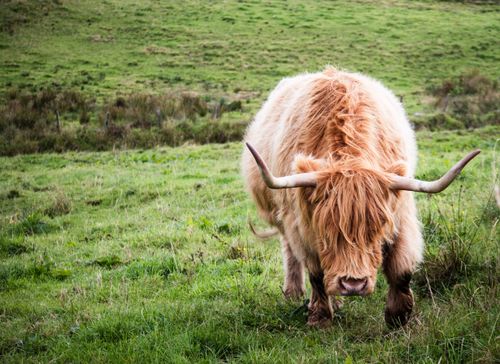 Free Front view of a Highland cattle grazing on a green pasture, showcasing its distinctive horns and lush fur. Stock Photo