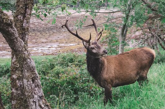 A majestic red deer stag with antlers stands in a vibrant, lush forest area, showcasing nature's beauty.