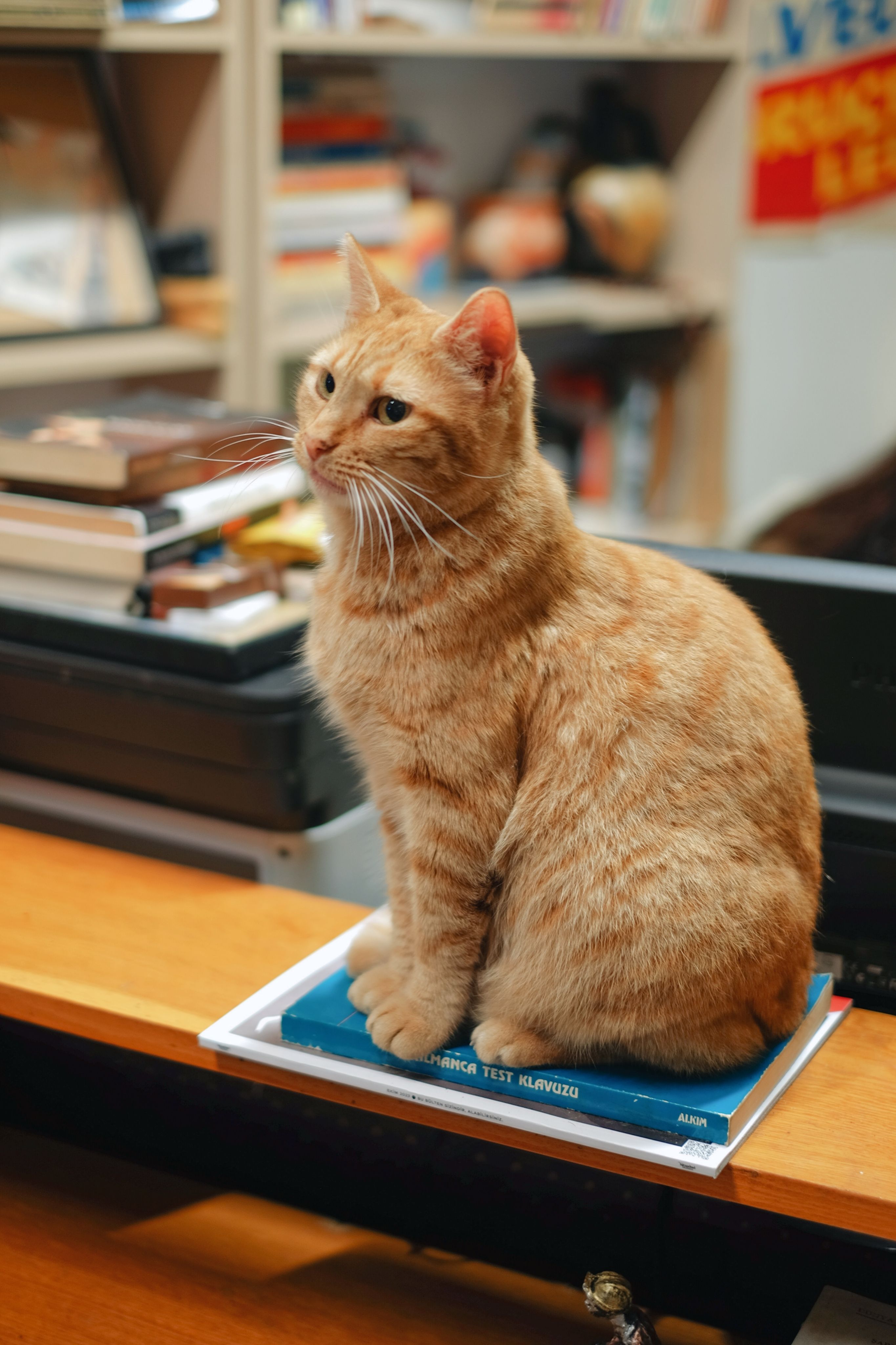A cat sitting on top of a desk · Free Stock Photo
