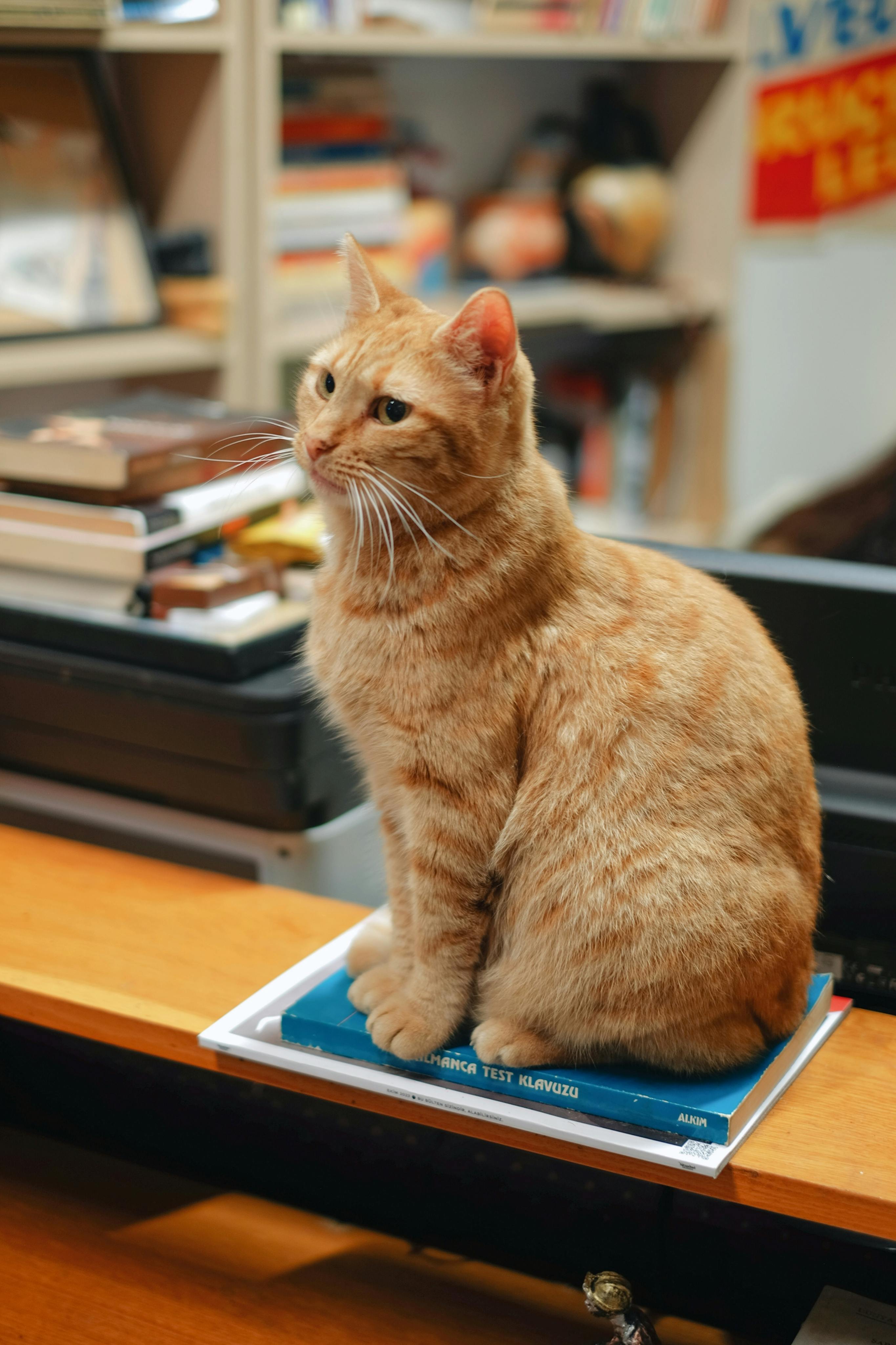 Cute Cat Sitting on Book · Free Stock Photo