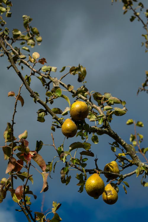 Pears Growing on Branches