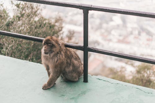 Free stock photo of animal, monkey, mountain