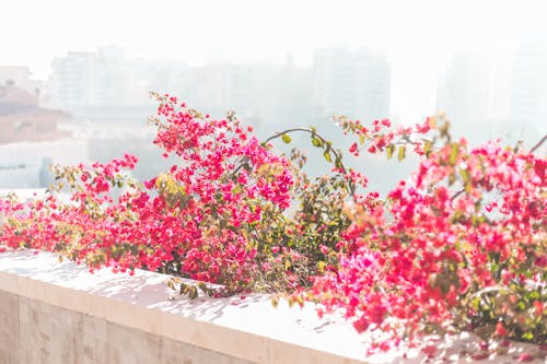 Free stock photo of beautiful, beautiful flowers, city