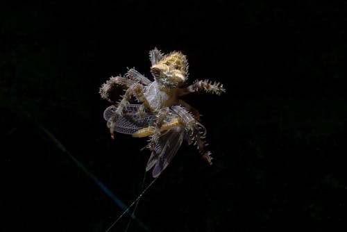 Orb Weaver spider capturing a winged insect in its clutches