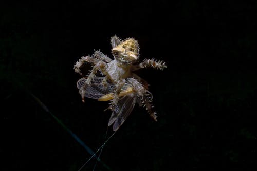 orb weaver, Web, 天性 的 免費圖庫相片