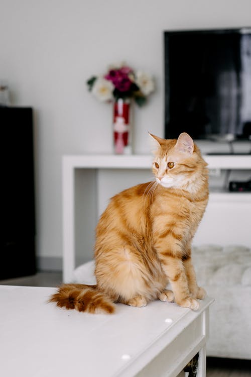 Бесплатное стоковое фото с вертикальный выстрел, домашний, коричневый кот